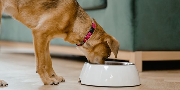 Should you feed outlet dog grain free